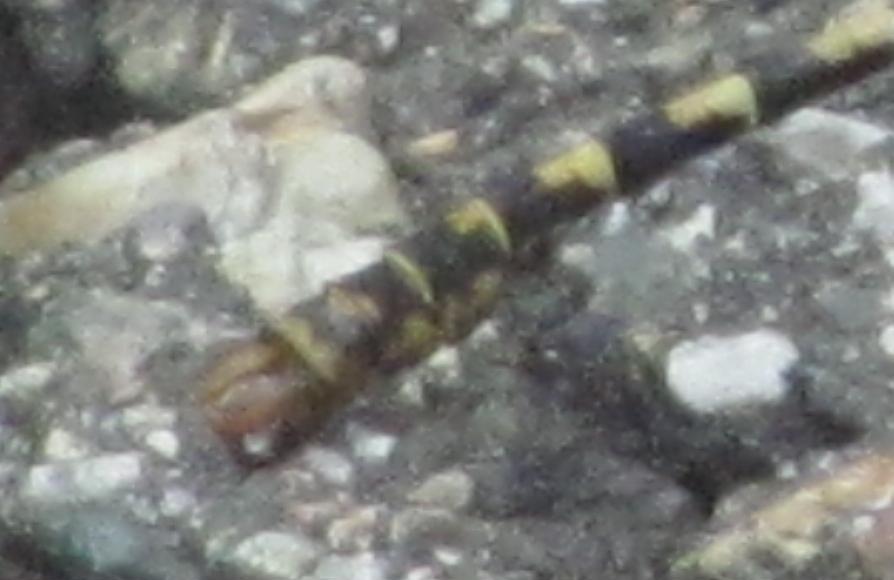 Altra Odonata da ID